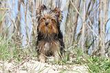 YORKSHIRE TERRIER 158